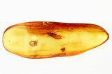 Detailed Fossil Caddisfly, Fungus Gnat, and True Midge In Baltic Amber #335842-1